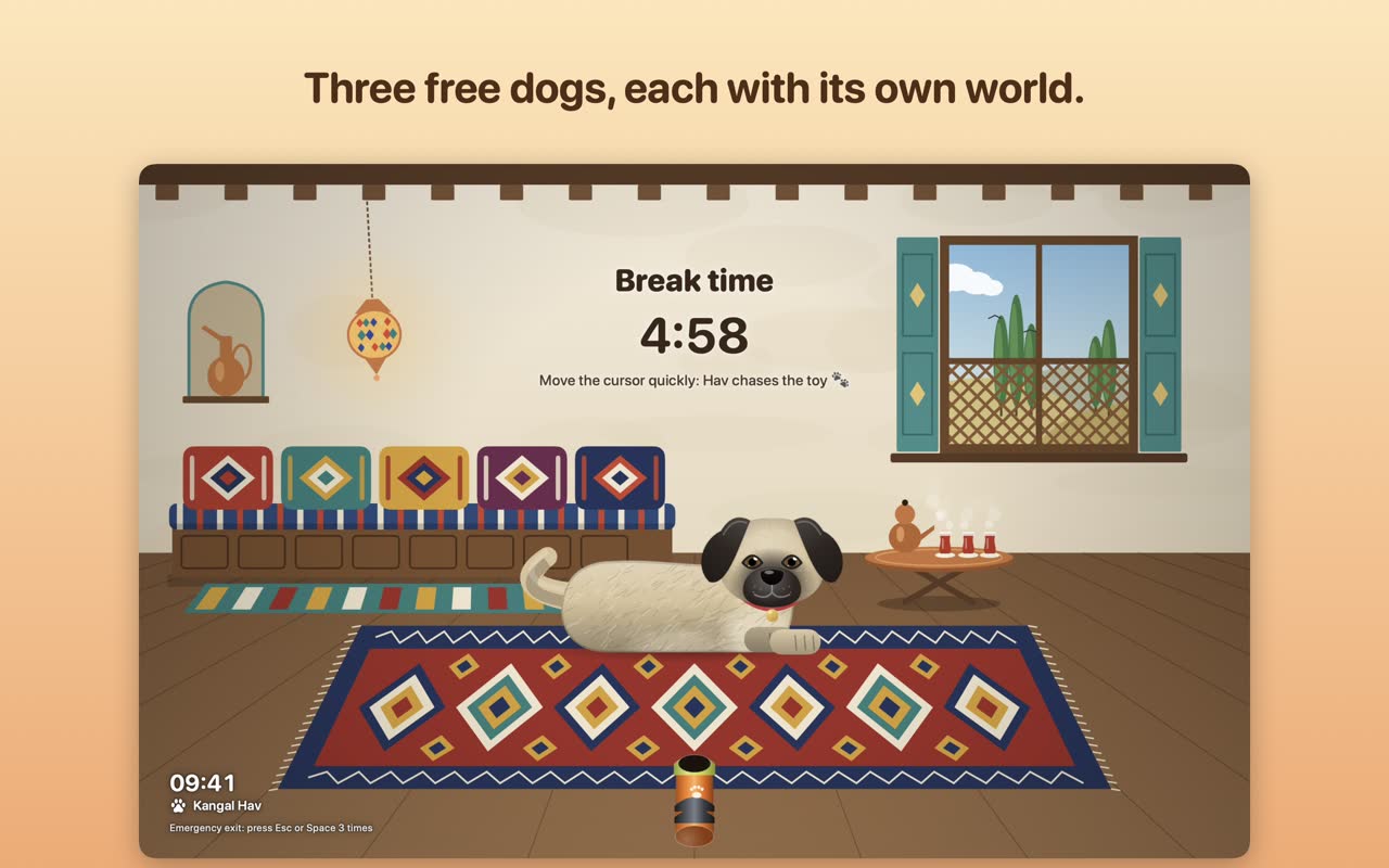 Kangal in a Turkish room